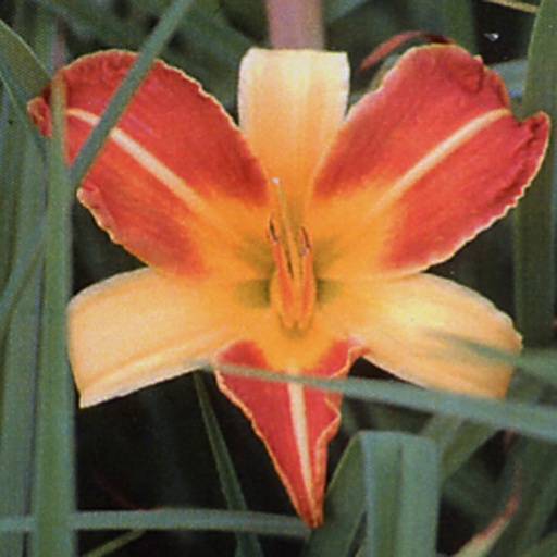 [HEFH] Hemerocallis 'Frans Hals' (0.52 - Pot de 9cm)