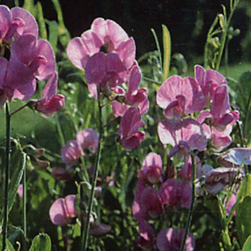 [LALRP] Lathyrus latifolius 'Red Pearl' (0.52 - Pot de 9cm)