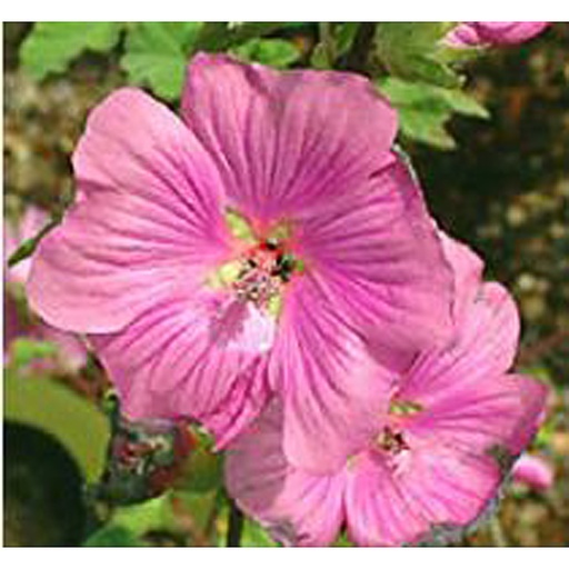 [LABSPR] Lavatera 'Breton Springs' (0.52 - Pot de 9cm)