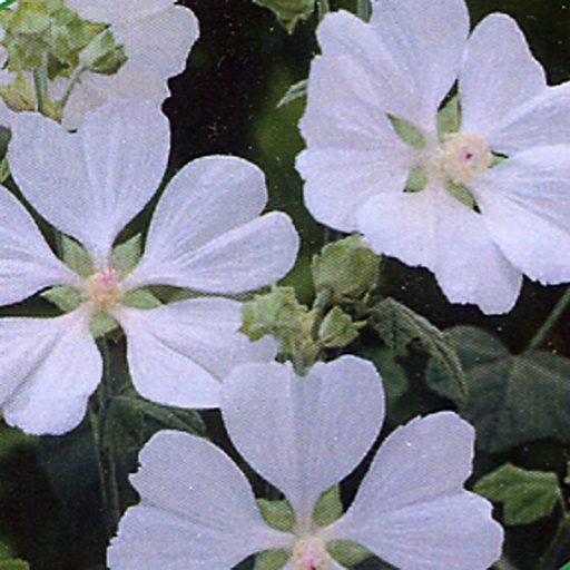 [LAWSA] Lavatera hybride 'White Satin' (0.52 - Pot de 9cm)