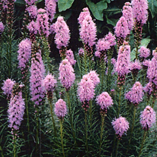 [LISPI] Liatris spicata (0.52 - Pot de 9cm)