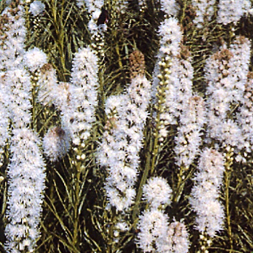 [LISAL] Liatris spicata 'Alba' (0.52 - Pot de 9cm)