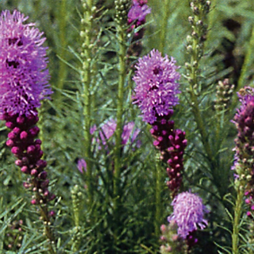 [LISKO] Liatris spicata 'Kobold' (0.52 - Pot de 9cm)