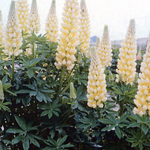 [LUGYE] Lupinus 'Gallery Yellow' (0.52 - Pot de 9cm)