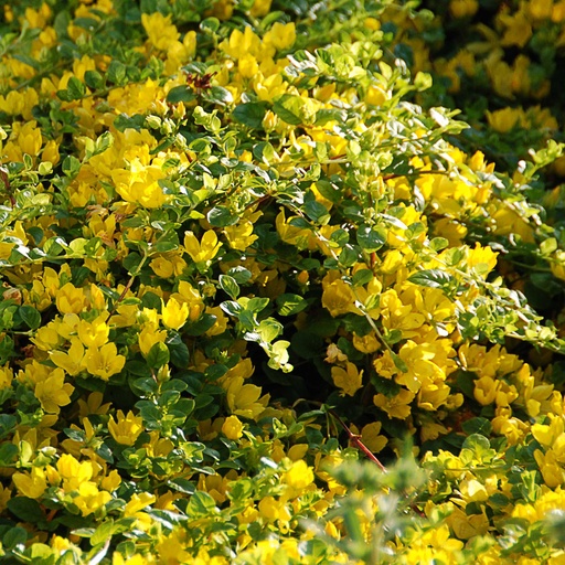 [LYNUM] Lysimachia nummularia (0.52 - Pot de 9cm)