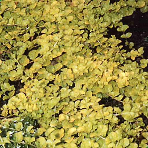 [LYNAU] Lysimachia nummularia 'Aurea' (0.52 - Pot de 9cm)