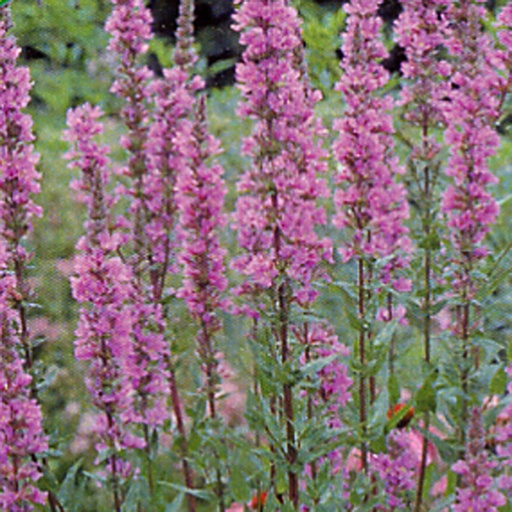 [LYSAL] Lythrum salicaria (0.52 - Pot de 9cm)