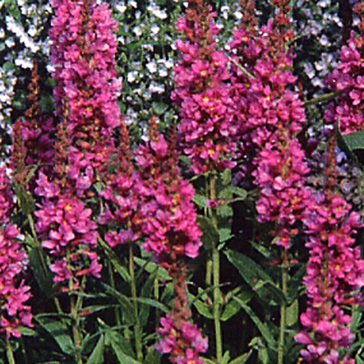 [LYSRO] Lythrum salicaria 'Robert' (0.52 - Pot de 9cm)