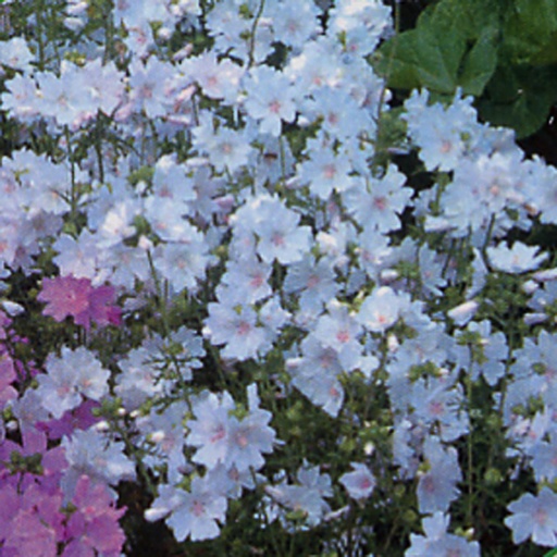 [MAMAL] Malva moschata 'Alba' (0.52 - Pot de 9cm)