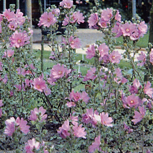 [MAMRO] Malva moschata 'Rosea' (0.52 - Pot de 9cm)