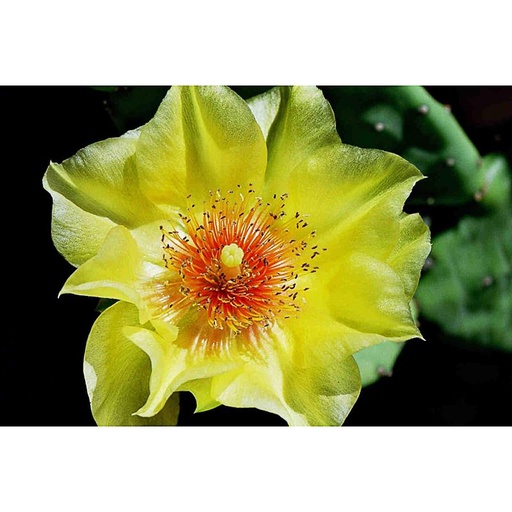 [OPHUM] Opuntia humifusa (0.52 - Pot de 9cm)