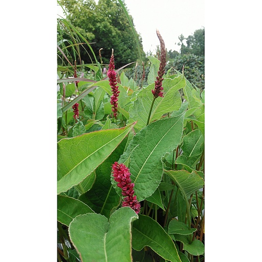 [PEAASU] Persicaria amplexicaulis 'Amethyst Summer' (0.52 - Pot de 9cm)