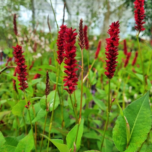 [PEAVES] Persicaria amplexicaulis 'Vesuvius' (0.52 - Pot de 9cm)