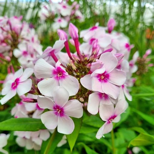 [PHPFWEY] Phlox paniculata 'FAMOUS White Eye' (0.52 - Pot de 9cm)