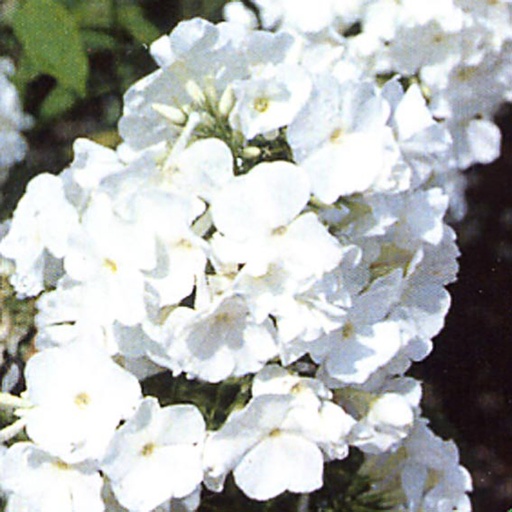 [PHPWA] Phlox paniculata 'White Admiral' (0.52 - Pot de 9cm)