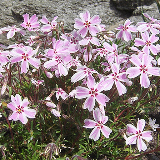 [PHSCS] Phlox subulata 'Candy Stripes' (0.52 - Pot de 9cm)