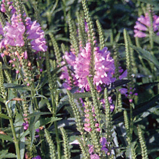[PHVBR] Physostegia virginiana 'Bouquet Rose' (0.52 - Pot de 9cm)