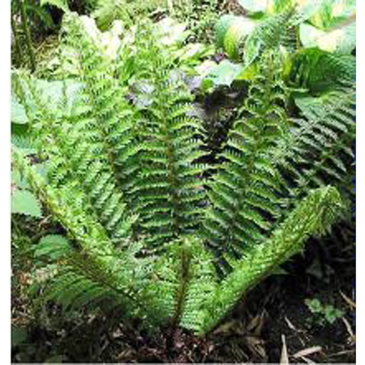 [POSDAH] Polystichum setiferum 'Dahlem' (0.52 - Pot de 9cm)