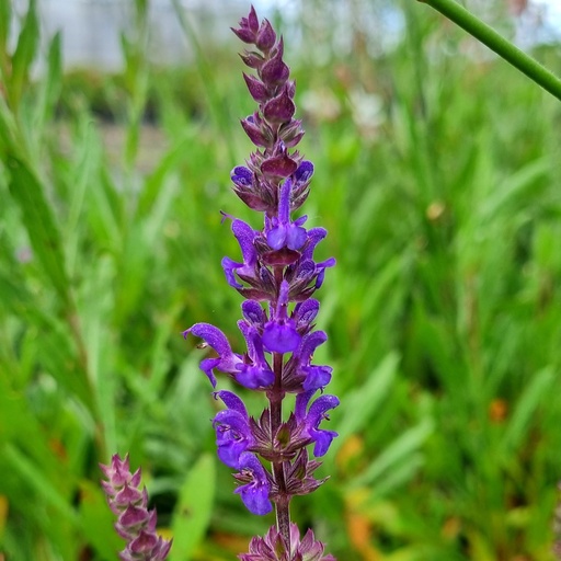 [SASBQ] Salvia superba 'Blue Queen' (0.52 - Pot de 9cm)