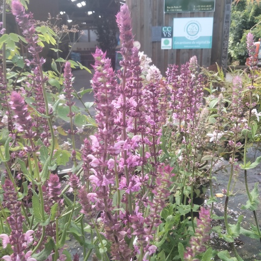 [SASRQ] Salvia superba 'Rose Queen' (0.52 - Pot de 9cm)