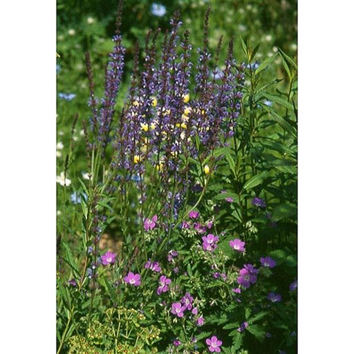 [SASDA] Salvia sylvestris 'Dear Anja' (0.52 - Pot de 9cm)