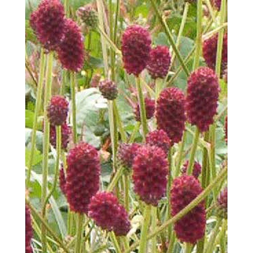 [SAOTA] Sanguisorba officinalis 'Tanna' (0.52 - Pot de 9cm)