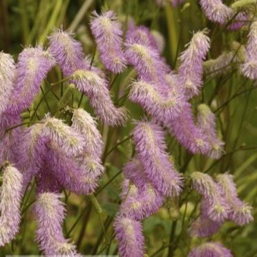 [SAPBRU] Sanguisorba 'Pink Buches' (0.52 - Pot de 9cm)