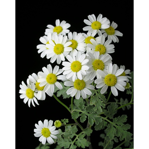 [TANJA] Tanacetum niveum 'Jackpot' (0.52 - Pot de 9cm)