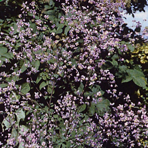 [THDEL] Thalictrum delavayi (0.52 - Pot de 9cm)