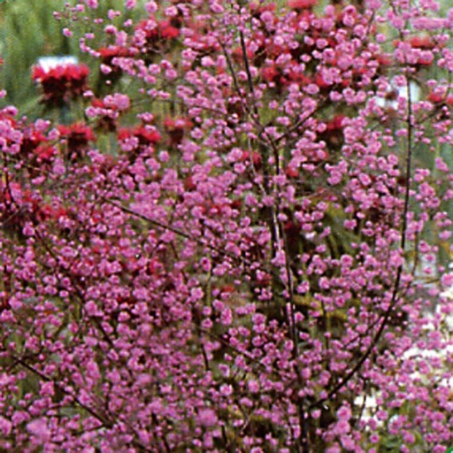 [THDHD] Thalictrum delavayi 'Hewitt's Double' (0.52 - Pot de 9cm)