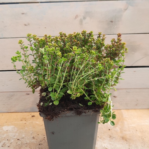 [THCVAR] Thymus citriodorus Variegated (0.52 - Pot de 9cm)