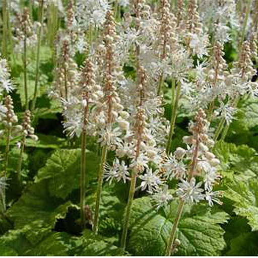 [TICOR] Tiarella cordifolia (0.52 - Pot de 9cm)