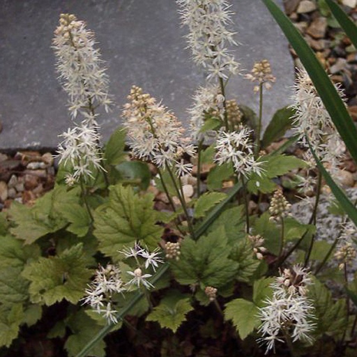 [TICMO] Tiarella cordifolia 'Moorgrün' (0.52 - Pot de 9cm)