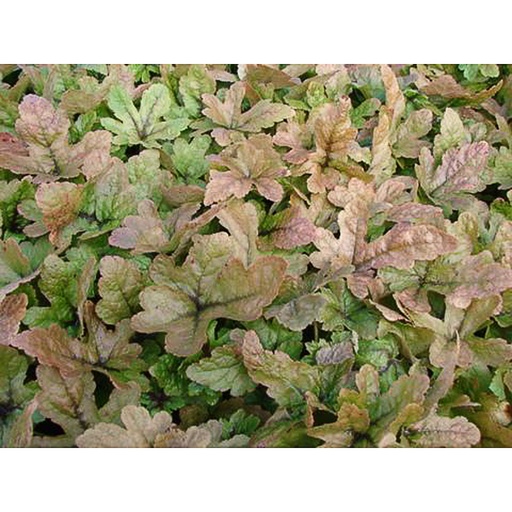 [TIHBR] Tiarella hybride 'Braveheart' (0.52 - Pot de 9cm)