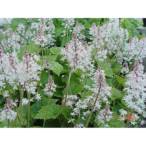 [TIHTST] Tiarella hybride 'Tiger Stripe' (0.52 - Pot de 9cm)