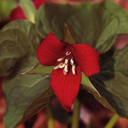 [TRERE] Trillium erectum (0.52 - Pot de 9cm)