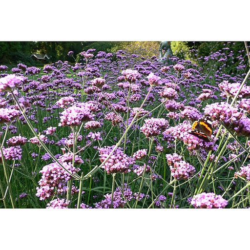 [VEBON] Verbena bonariensis (0.52 - Pot de 9cm)