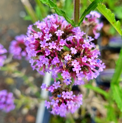 [VEBMSH] Verbena bonariensis 'Meteor Shower' (0.52 - Pot de 9cm)