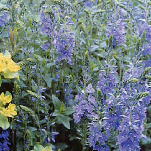 [VEASB] Veronica austriaca 'Shirley Blue' (0.52 - Pot de 9cm)