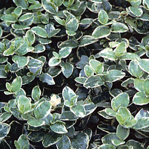 [VIMARG] Vinca minor 'Argenteovariegata' (0.52 - Pot de 9cm)
