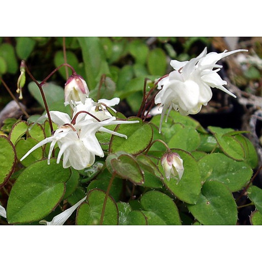 [EPGRANDI] Epimedium grandiflorum (0.52 - Pot de 9cm)