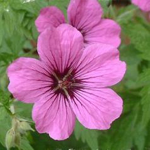[GEPATRIP9] Geranium 'Patricia' (0.52 - Pot de 9cm)