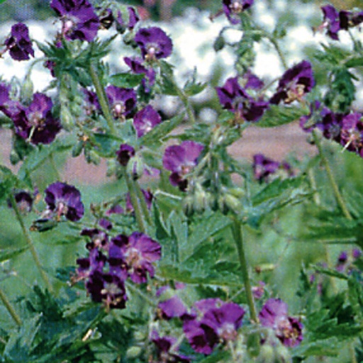 [GEPHA] Geranium phaeum (0.52 - Pot de 9cm)