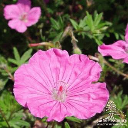 [GESAPR] Geranium sanguineum 'Ankum's Pride' (0.52 - Pot de 9cm)
