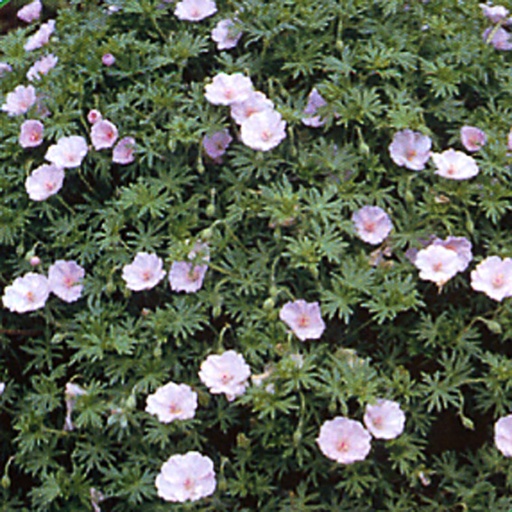 [GESST] Geranium sanguineum var. striatum (0.52 - Pot de 9cm)