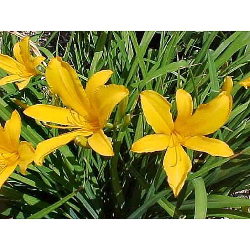 [HECITR] Hemerocallis citrina (0.52 - Pot de 9cm)