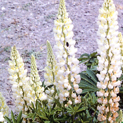 [LUGWHITEP9] Lupinus 'Gallery White' (0.52 - Pot de 9cm)