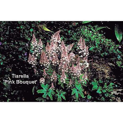 [TICPBOU] Tiarella cordifolia 'Pink Bouquet' (0.52 - Pot de 9cm)