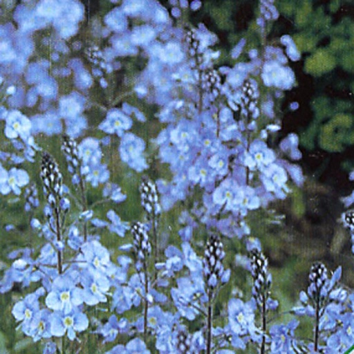 [VEGENT] Veronica gentianoides (0.52 - Pot de 9cm)