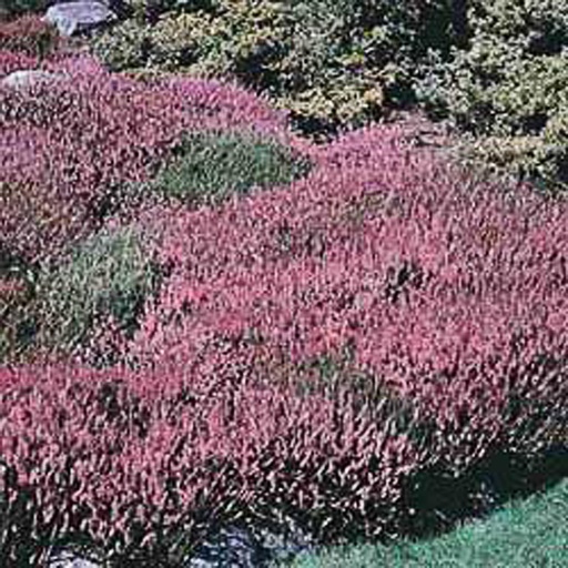[ERCDR] Erica carnea 'December Red' (0.52 - Pot de 9cm)